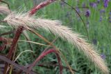 Pennisetum setaceum