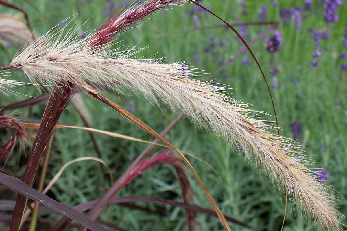 Изображение особи Pennisetum setaceum.