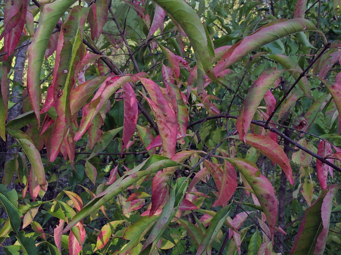 Изображение особи Euonymus maackii.