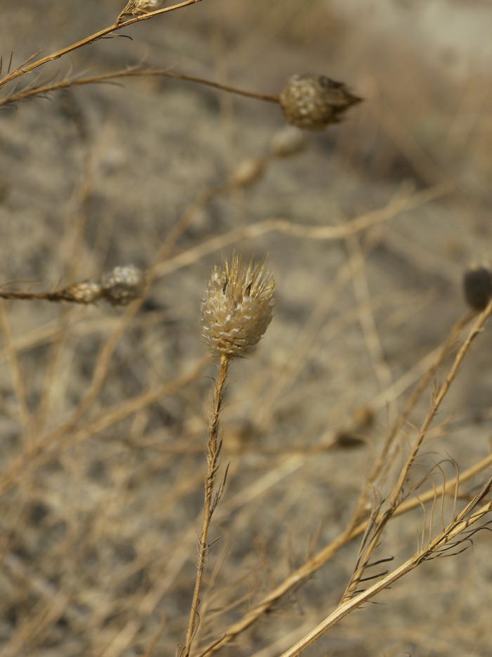 Изображение особи Callicephalus nitens.