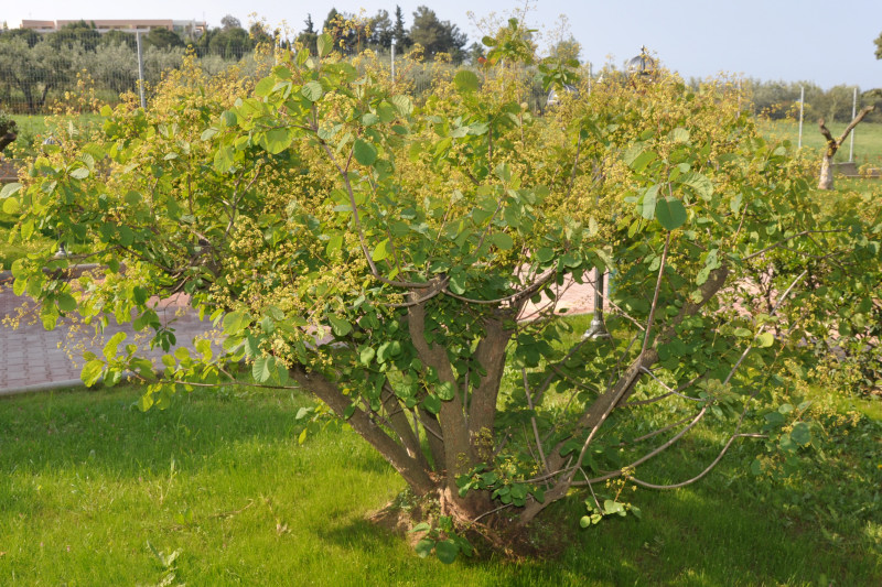 Изображение особи Cotinus coggygria.