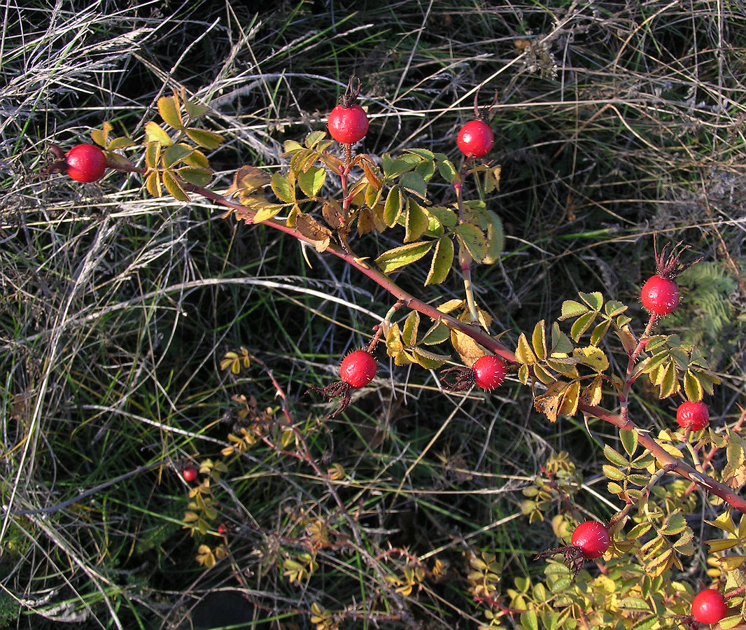 Изображение особи Rosa rubiginosa.