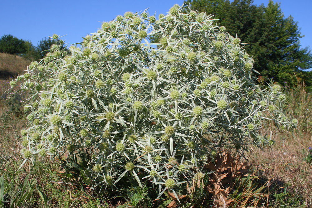 Image of Eryngium campestre specimen.