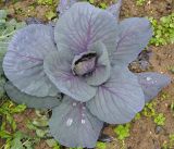 Brassica oleracea var. capitata