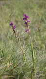 Anacamptis laxiflora subspecies dielsiana. Цветущие растения на влажном лугу. Черноморское побережье Кавказа, окрестности Суджукской лагуны. 31 мая 2012 г.