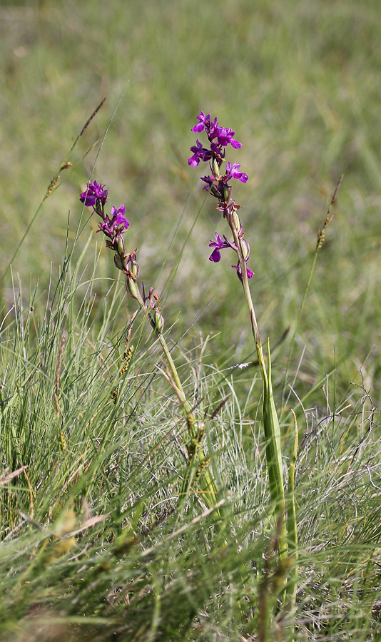 Image of Anacamptis laxiflora ssp. dielsiana specimen.