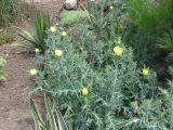 Argemone mexicana