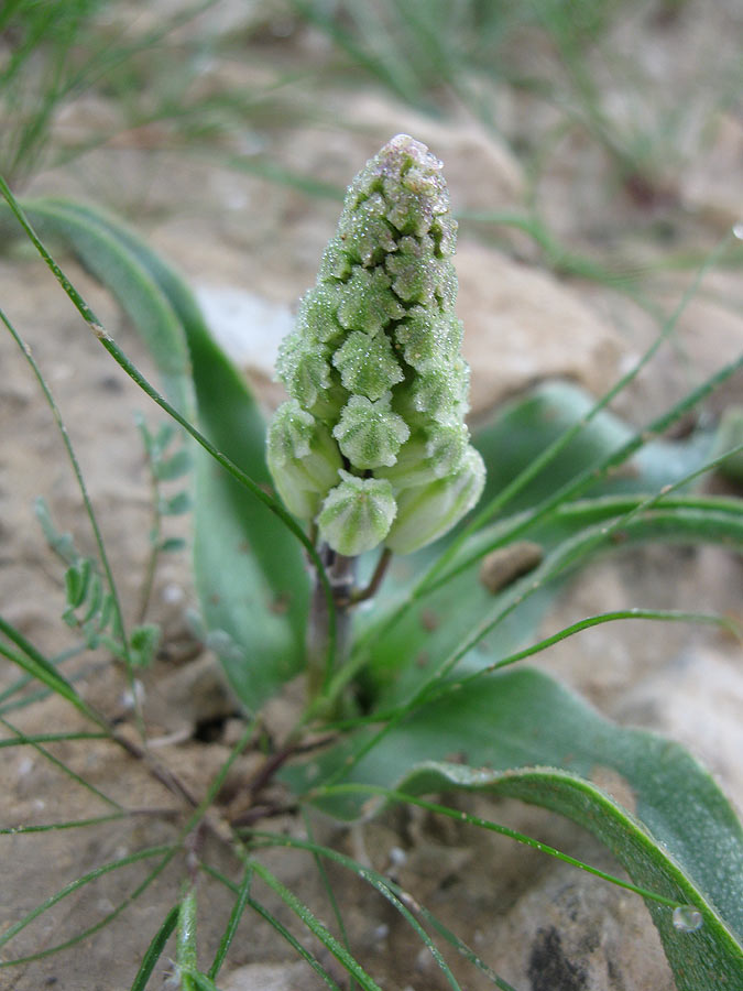 Image of genus Bellevalia specimen.