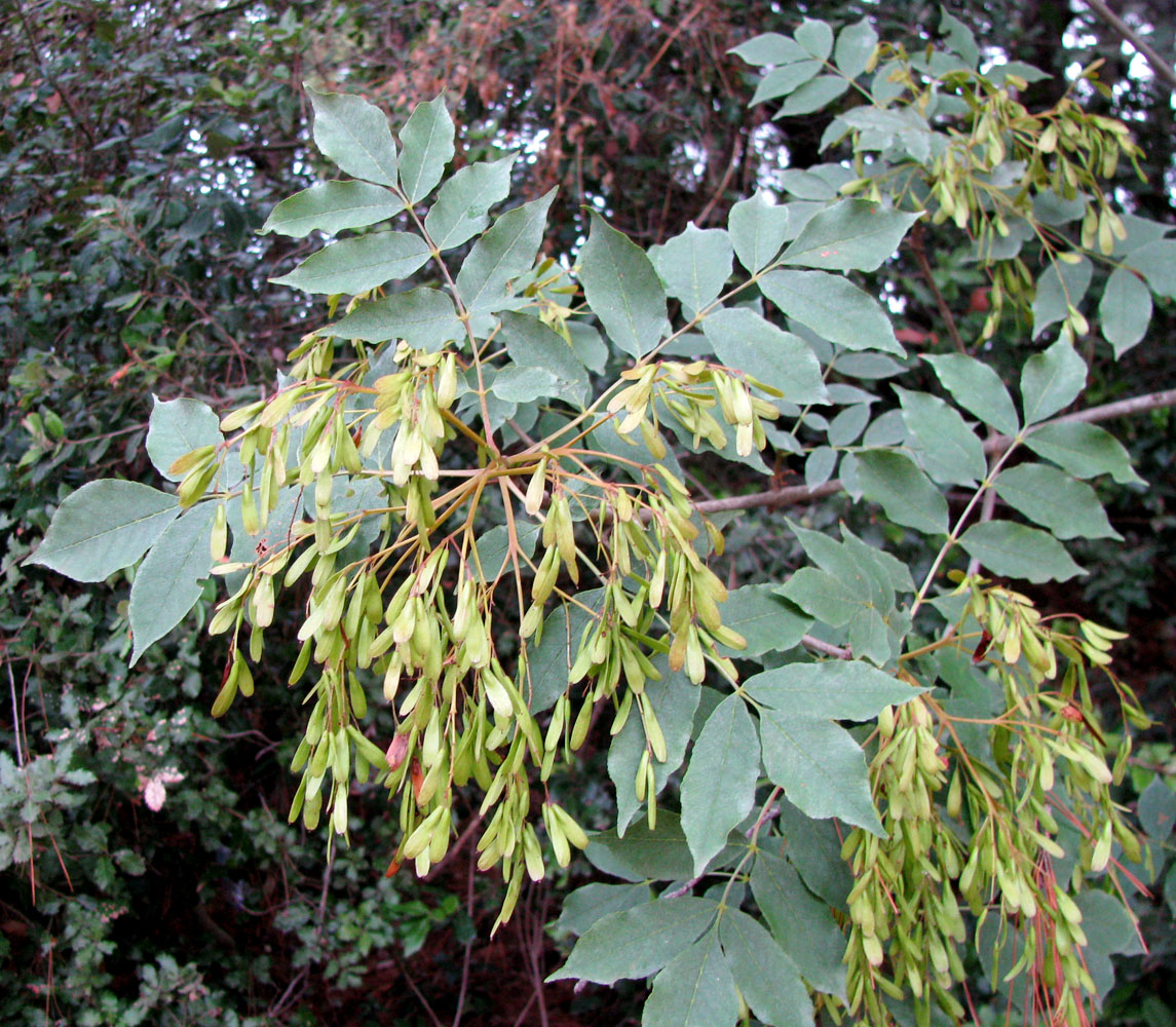 Изображение особи Fraxinus ornus.