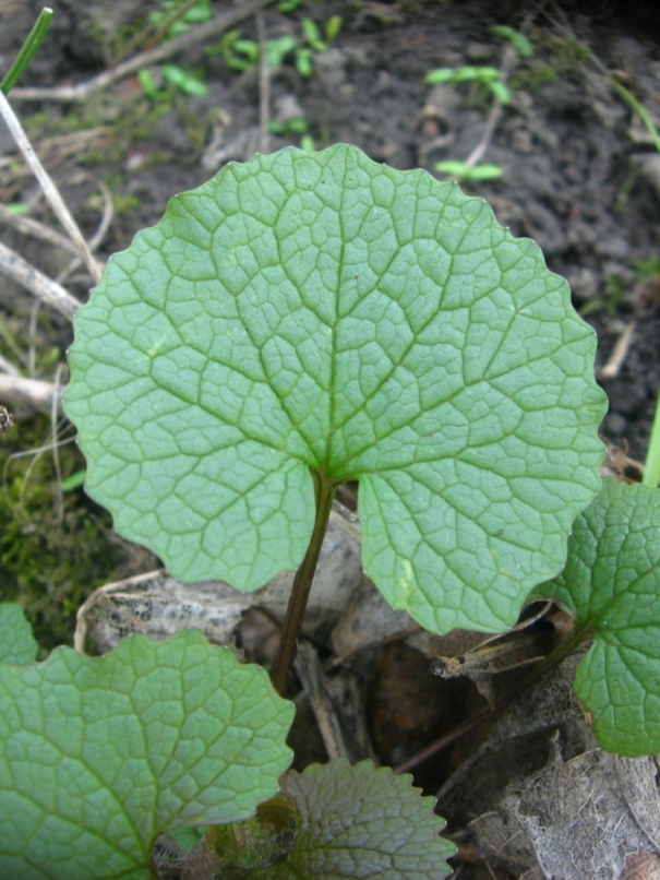 Image of Alliaria petiolata specimen.