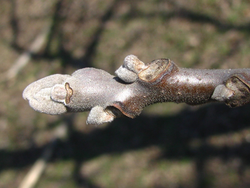 Image of Juglans nigra specimen.