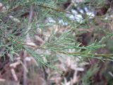 genus Tamarix