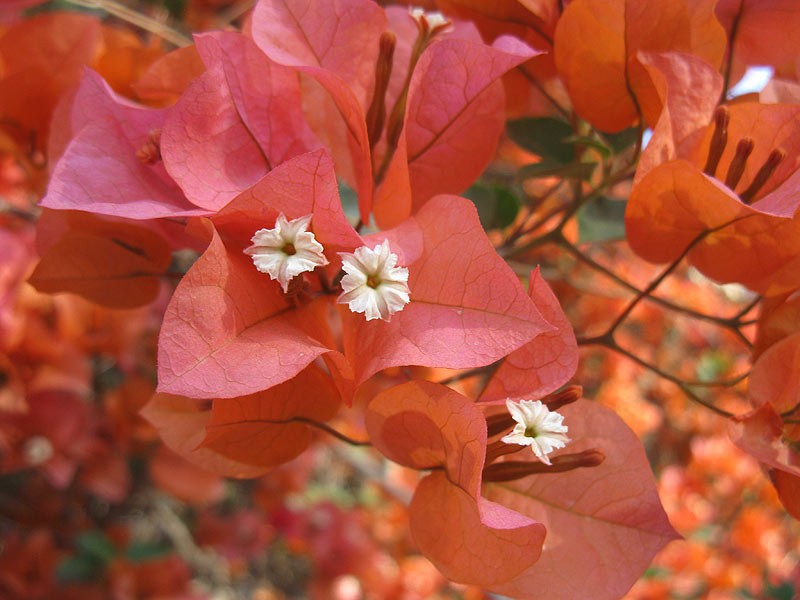 Изображение особи род Bougainvillea.