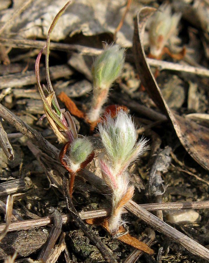 Image of Sedobassia sedoides specimen.