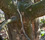 Parrotia persica