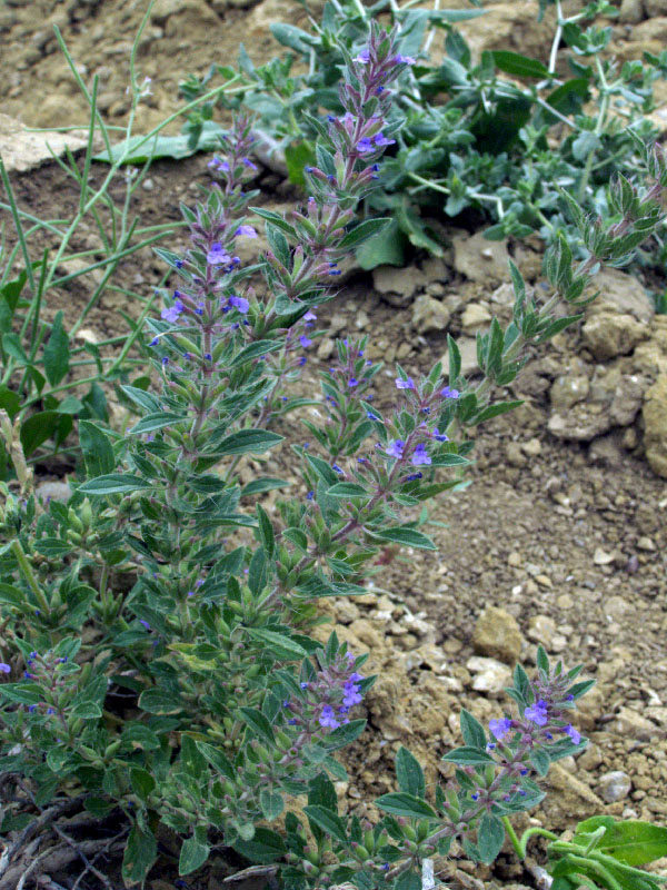Image of Lallemantia royleana specimen.