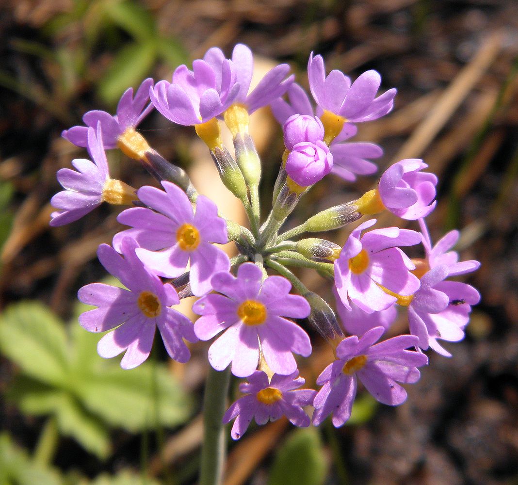 Image of Primula fistulosa specimen.