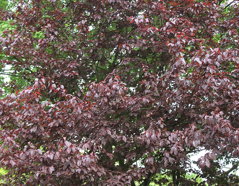 Image of Prunus cerasifera specimen.