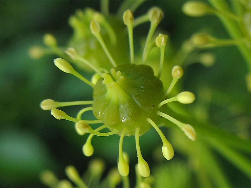 Изображение особи Trochodendron aralioides.