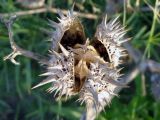 Datura stramonium. Прошлогодний сухой плод-коробочка. Краснодарский край, окр. г. Крымск, берег р. Адагум. 15.06.2013.