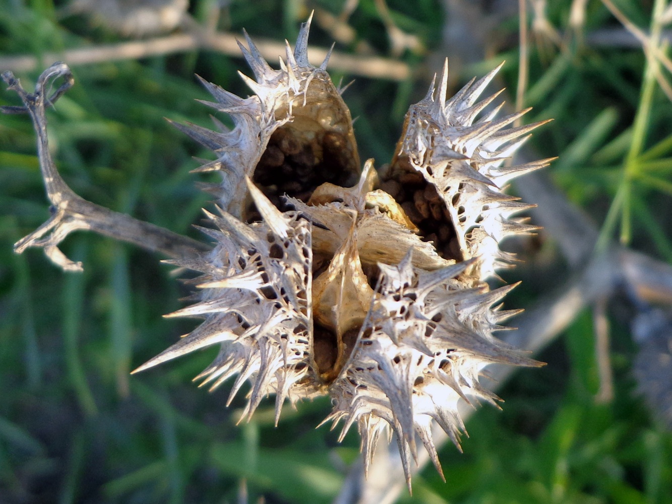 Изображение особи Datura stramonium.