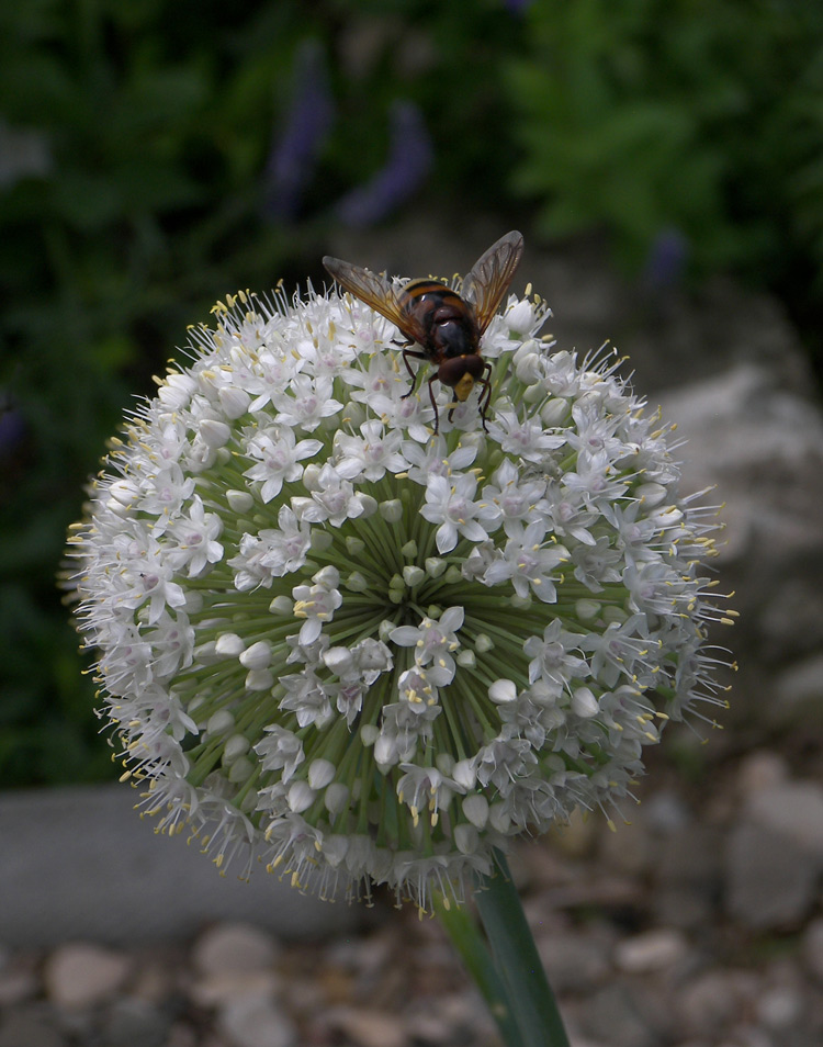 Изображение особи Allium galanthum.