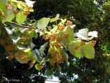 Tilia mandshurica