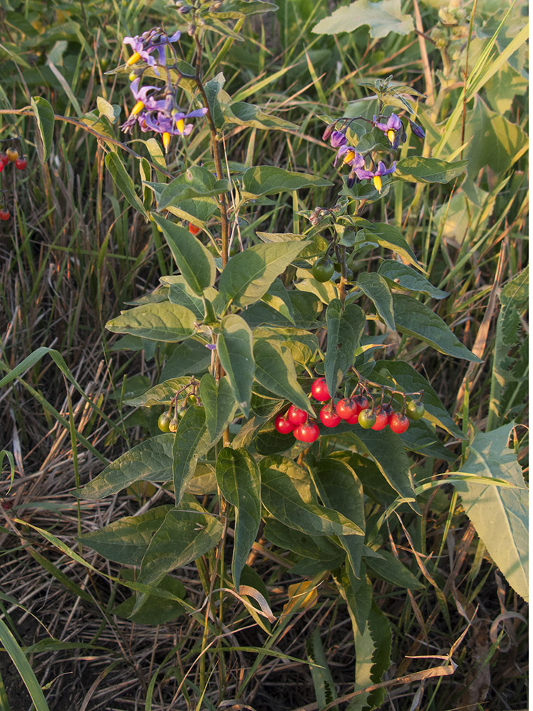 Image of Solanum kitagawae specimen.
