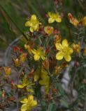 Hypericum linarioides