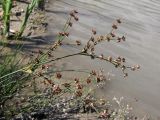 Juncus articulatus. Верхушка побега с соплодиями. Краснодарский край, окр. г. Крымск, берег р. Адагум. 01.09.2013.