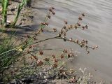 Juncus articulatus