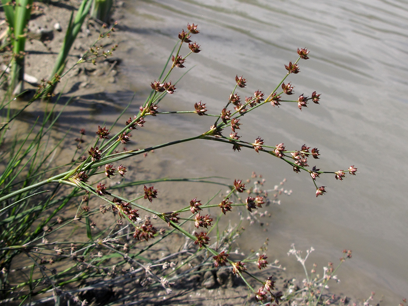 Изображение особи Juncus articulatus.