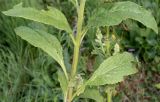 Verbascum phlomoides