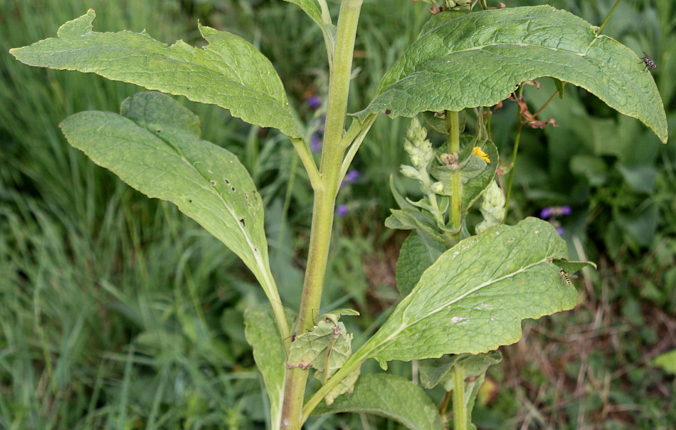 Изображение особи Verbascum phlomoides.