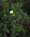 Cistus monspeliensis. Цветущее растение на склоне. Испания, Канарские острова, Тенерифе, горный массив Тено, вересково-мириковый лес. 6 марта 2008 г.