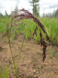 род Calamagrostis