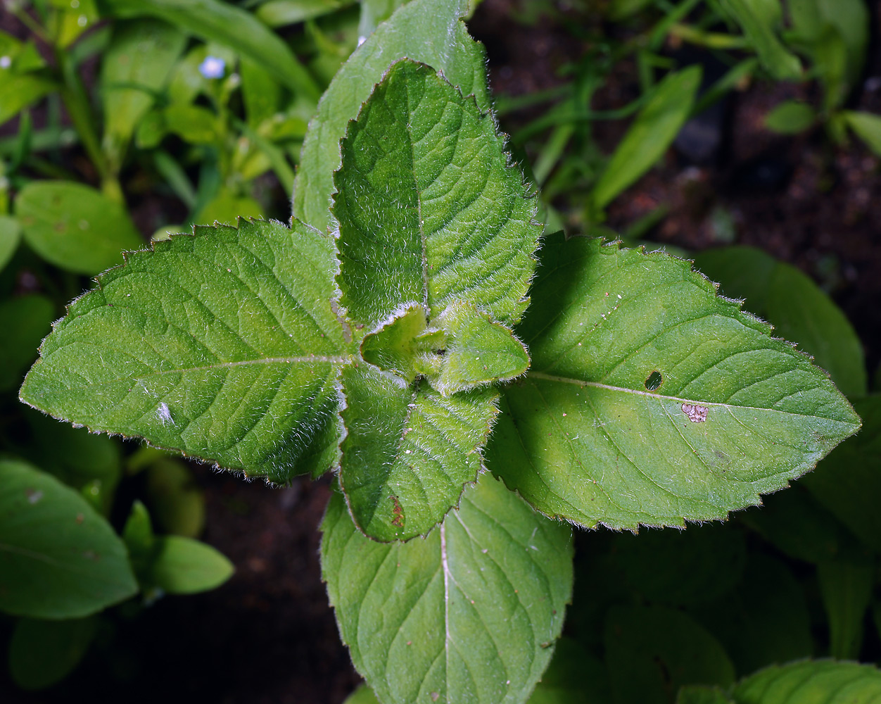 Изображение особи род Mentha.