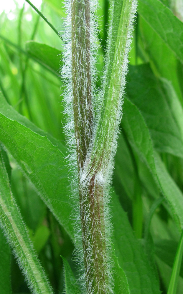 Изображение особи Centaurea phrygia.