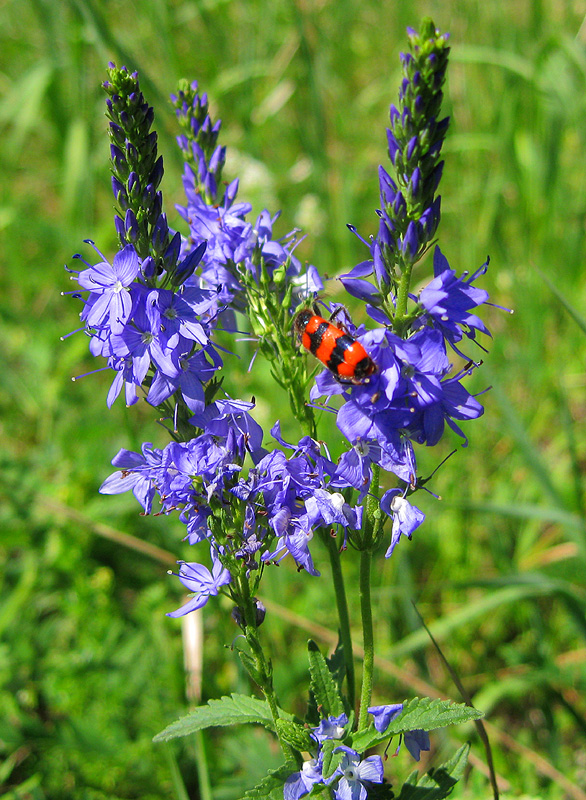 Image of Veronica teucrium specimen.