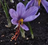 Crocus sativus