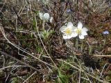Anemonastrum sibiricum. Верхушки цветущих растений. Чукотский автономный округ, Анадырский р-н, окр. пос. Угольные Копи. 14 июня 2013 г.