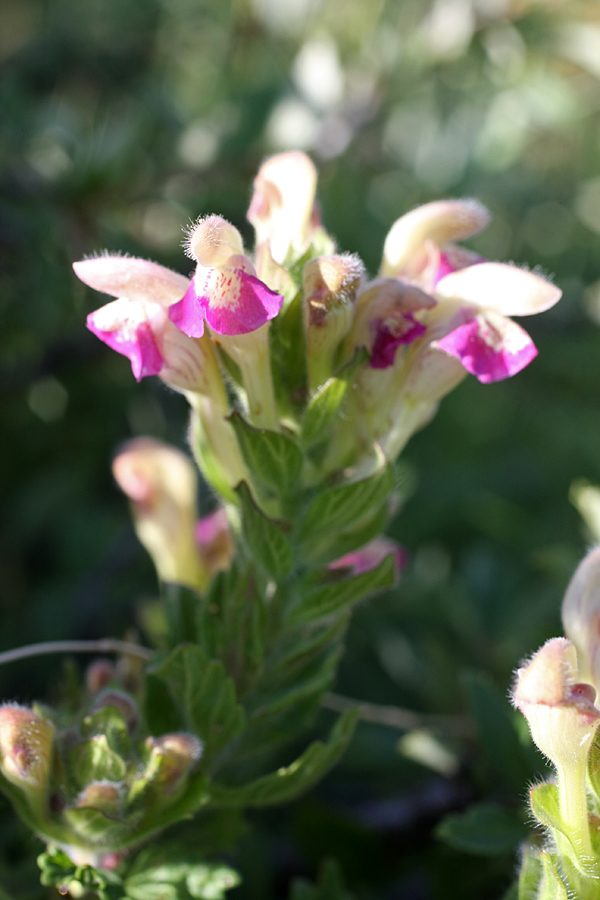 Image of Scutellaria adsurgens specimen.