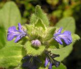 Ajuga multiflora