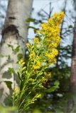 Solidago virgaurea. Соцветие. Карелия, берег оз. Елмозеро. 14.07.2011.