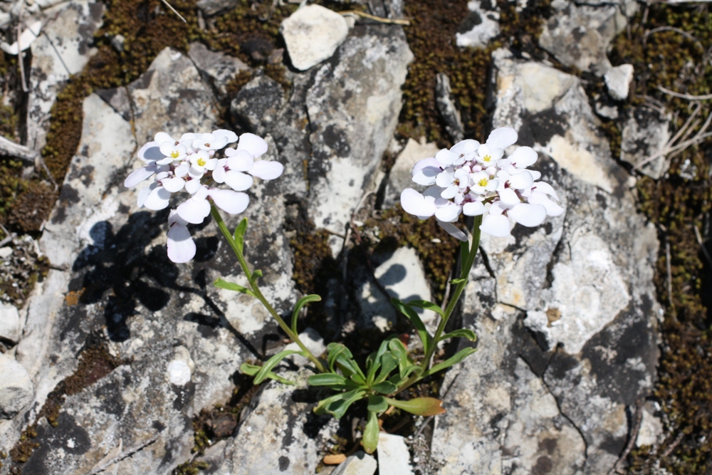 Изображение особи Iberis simplex.