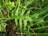 Cirsium rivulare. Нижний стеблевой лист. Украина, Львов, сырой луг на восточной окраине города. 30 мая 2009 г.