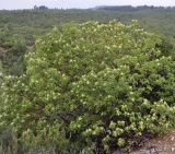 Arbutus andrachne