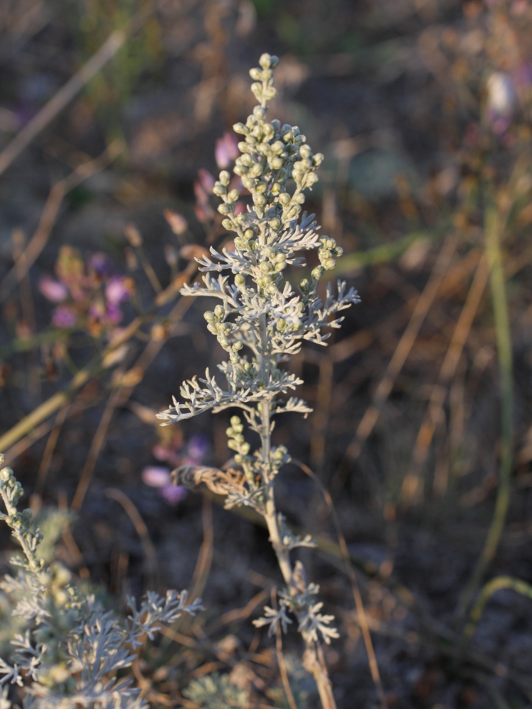 Image of genus Artemisia specimen.