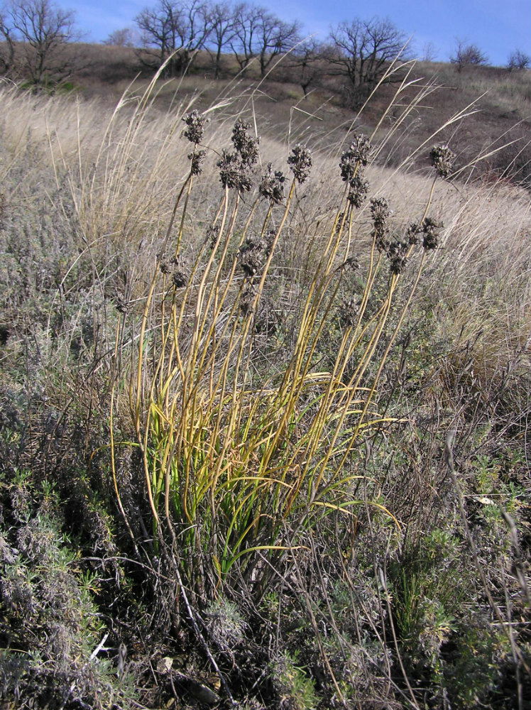 Image of Allium cretaceum specimen.