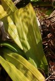 Carex plantaginea